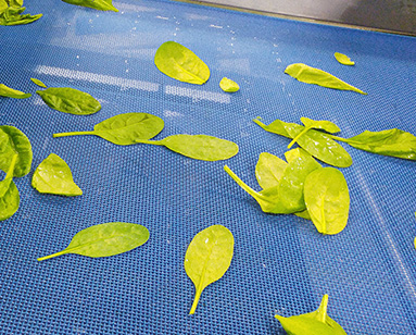 Linear Screen Mesh Conveyor Belt in the Washing Process of the Food Industry